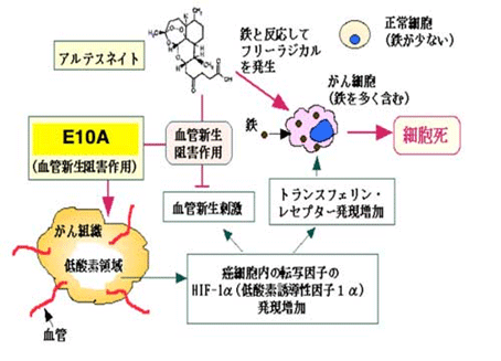 E10A (血管新生阻害遺伝子製剤）
