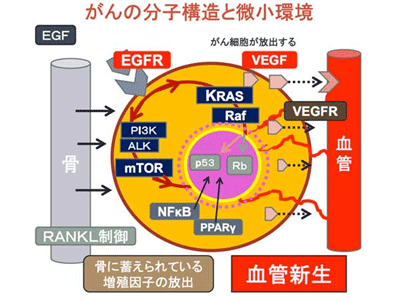 がんの分子構造と微小環境